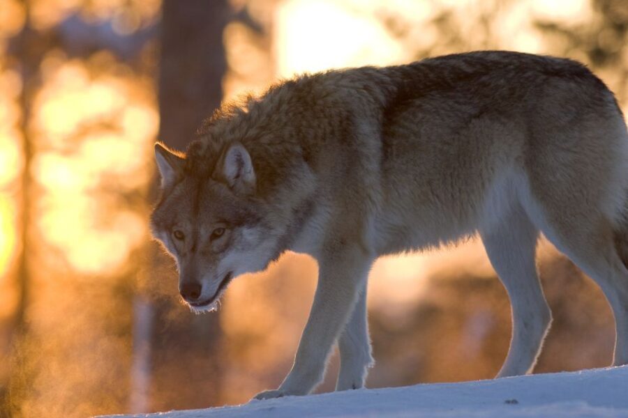 Ranua Wildlife Park Guided Tour from Rovaniemi, With Lunch - Authentic Insights from Travelers