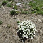 RARE PLANTS IN AOSTA VALLEY - Final Thoughts – Who Will Love This Tour?