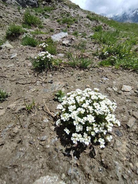 RARE PLANTS IN AOSTA VALLEY - Final Thoughts – Who Will Love This Tour?