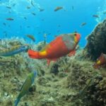 Reef Fish Watching - In-Depth Breakdown of the Itinerary