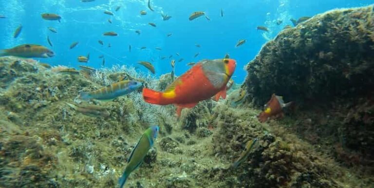 Reef Fish Watching - In-Depth Breakdown of the Itinerary