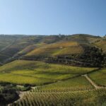 Régua/Pocinho/Régua - The Value of This Tour