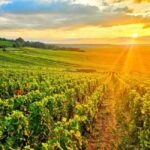 Reims: Veuve Clicquot Tasting Private Tour in Champagne - Who Should Consider This Tour?