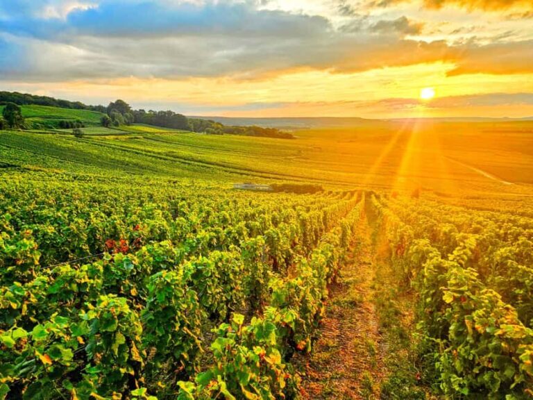 Reims: Veuve Clicquot Tasting Private Tour in Champagne - Who Should Consider This Tour?