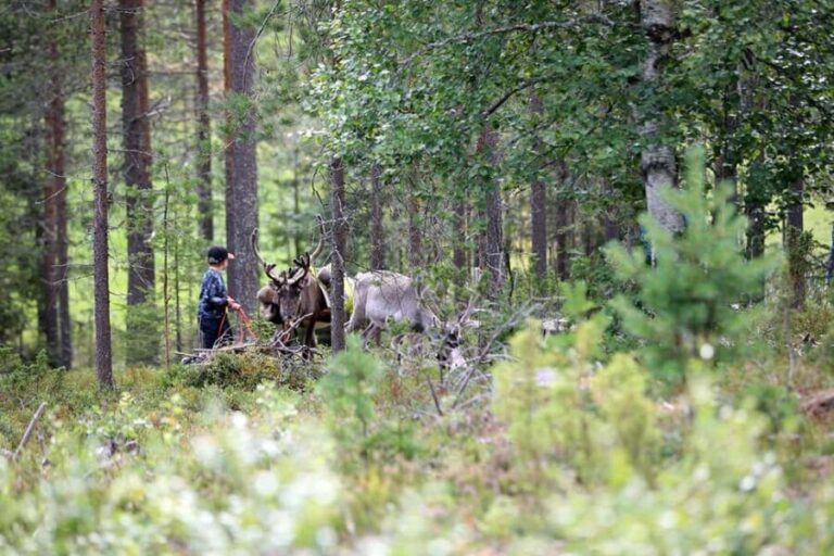 Reindeer Hike in Kuusamo nature - The guides and their stories