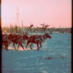 Reindeer Safari and Ice Fishing - FAQ