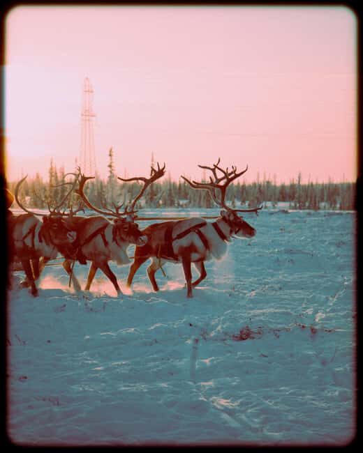 Reindeer Safari and Ice Fishing - FAQ