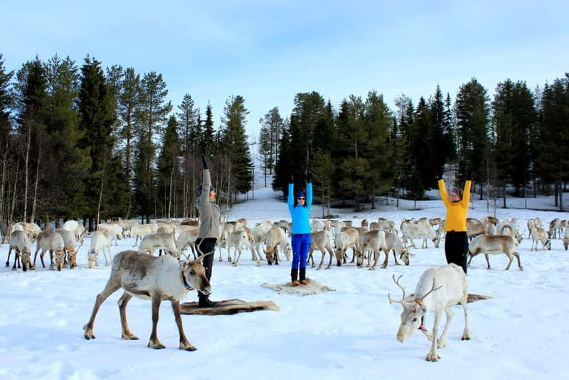 Reindeer yoga in Kuusamo - The Experience Itself: Step-by-Step
