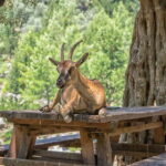 Rethymno/Bali/Panormo: Samaria Gorge Hike with Transfers - The Full Experience: What to Expect from Start to Finish