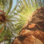 Rethymno Bali/Panormo:Preveli Palm Beach-Waterfall-Monastery - What’s Included and What to Consider