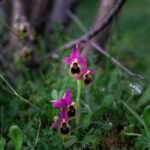 Rethymno: Flower Adventure - The Kampos Plateau and the Enigmatic Tulipa doerfleri