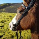 Reykjadalur: Horseback Riding Tour for Families & Beginners - What Makes This Tour Special?