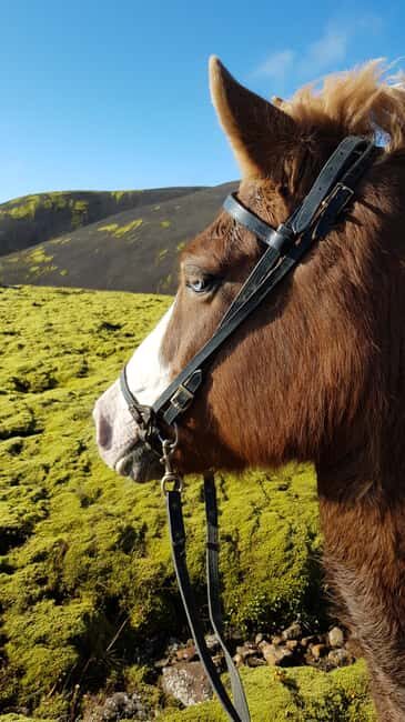 Reykjadalur: Horseback Riding Tour for Families & Beginners - What Makes This Tour Special?