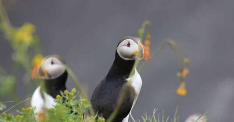 Reykjavik: 1-Hour Puffin Watching Tour - Final Thoughts