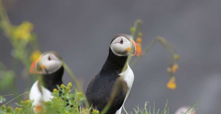 Reykjavik: 1-Hour Puffin Watching Tour - Final Thoughts