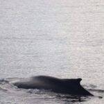 Reykjavik: 9pm Whale Watching Cruise in the Arctic Sun - Who This Tour Is Best For