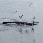 Reykjavik: Best Value Whale Watching Boat Tour - Key Points