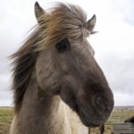 Reykjavik Combo: Horse Riding & Snorkeling in Silfra Fissure - Who Is This Tour Best For?