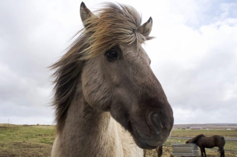 Reykjavik Combo: Horse Riding & Snorkeling in Silfra Fissure - Who Is This Tour Best For?