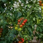 Reykjavík: Golden Circle, Friðheimar, & Laugarás Lagoon Tour - What Makes This Tour Stand Out