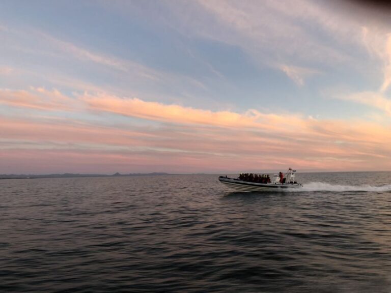 Reykjavik: Premium Whale and Puffin Watching Evening Tour - The Value of the Experience