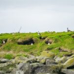 Reykjavik: Puffin Watching Boat Tour - Who Will Love This Tour?