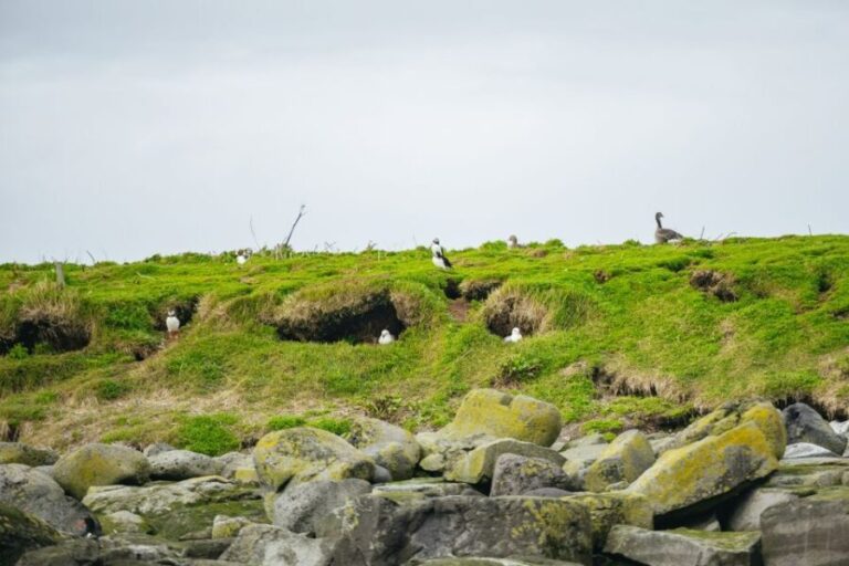 Reykjavik: Puffin Watching Boat Tour - Who Will Love This Tour?