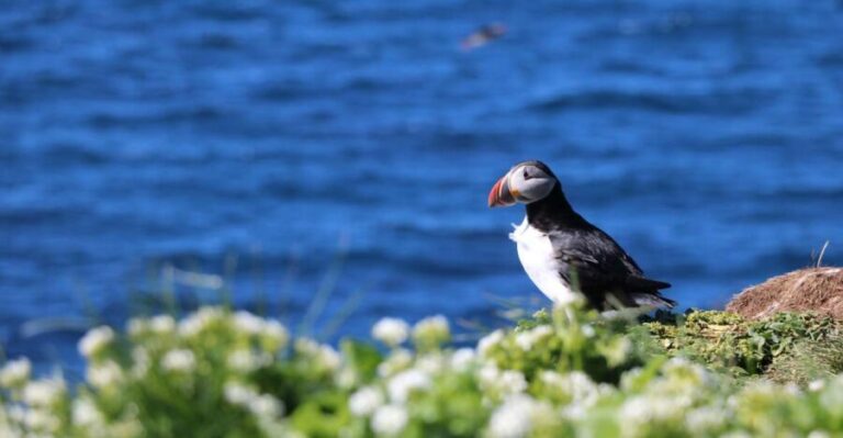Reykjavik: Puffin Watching Tour - The Sum Up