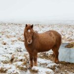 Reykjavik: Silver Circle + Ice Tunnel, Baths, or Lava Cave - Practical Details and Value