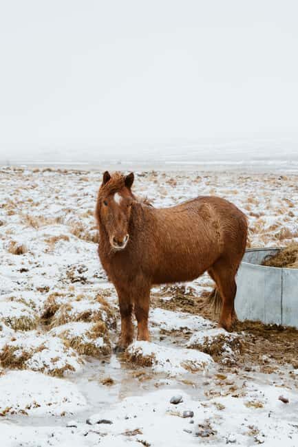 Reykjavik: Silver Circle + Ice Tunnel, Baths, or Lava Cave - Practical Details and Value