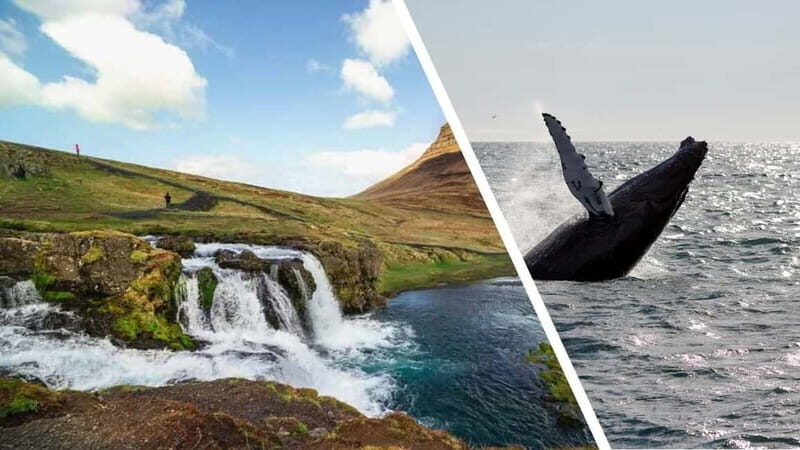 Reykjavik: Snæfellsnes Peninsula & Whale Watching Tour - The Whale-Watching Cruise: A Maritime Adventure