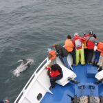 Reykjavik: the Original 3-Hour Whale Watching Tour - How Does It Value Up?