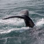 Reykjavik: Whale Watching and Puffin Excursion - A Detailed Look at the Reykjavik Whale Watching & Puffin Tour