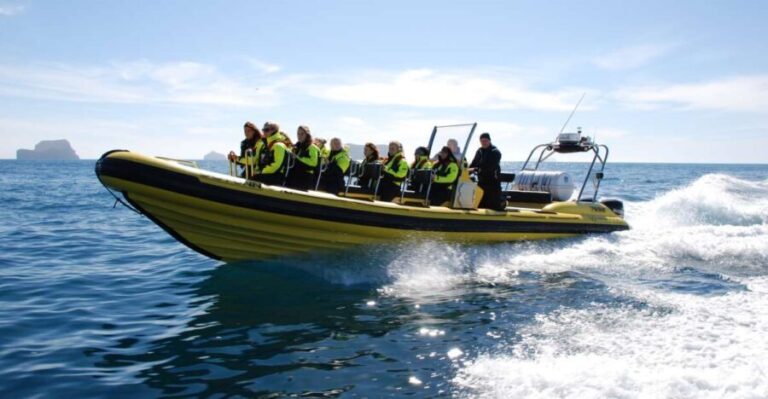 Reykjavik: Whale Watching by RIB Speedboat - How This Tour Stacks Up