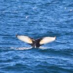 Reykjavík: Whale Watching Cruise and FlyOver Combo Ticket - Who Should Consider This Tour?
