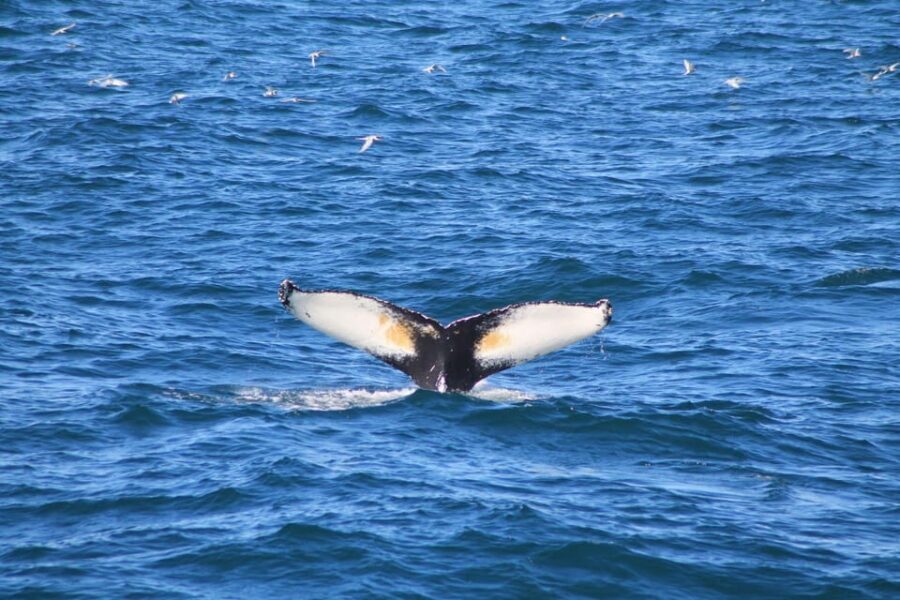 Reykjavík: Whale Watching Cruise and FlyOver Combo Ticket - Who Should Consider This Tour?
