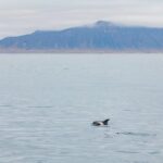 Reykjavík: Whale Watching Cruise on the Amelia Rose Yacht - Final Thoughts