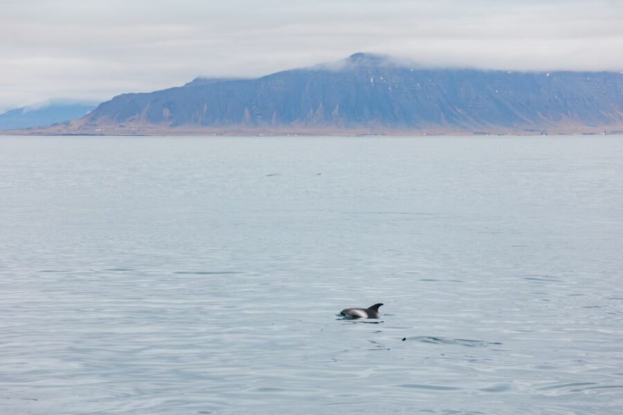 Reykjavík: Whale Watching Cruise on the Amelia Rose Yacht - Final Thoughts