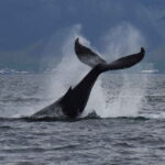 Reykjavik: Whale Watching Express - Who Will Love This Tour?