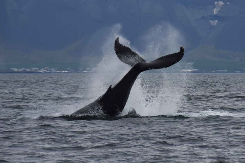 Reykjavik: Whale Watching Express - Who Will Love This Tour?