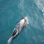 Reykjavik: Whale Watching in Faxaflói Bay & Live Lava Show - What You Can Expect from the Itinerary