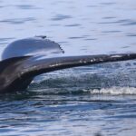 Reykjavik: Whale Watching Morning Expedition - Who Is This Tour Perfect For?
