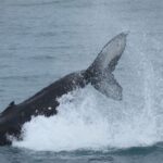 Reykjavik: Whale Watching & Northern Lights Combo Cruise - Why This Tour Offers Good Value