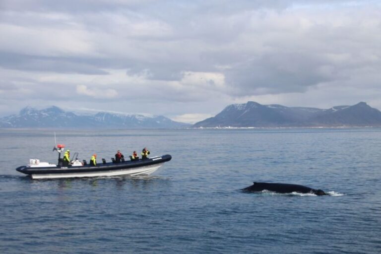 Reykjavik: Whale Watching Tour by RIB Boat - Who Will Love This Tour?