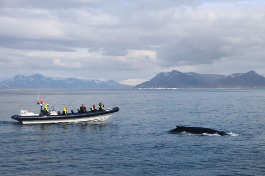 Reykjavik: Whale Watching Tour by RIB Boat - Who Will Love This Tour?