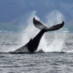 Reykjavik: Whale Watching Tour with Expert Guide - The Value of the Tour