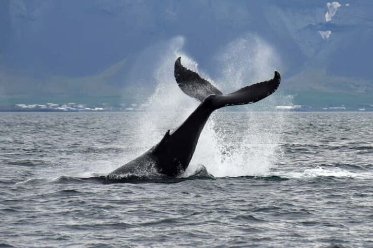 Reykjavik: Whale Watching Tour with Expert Guide - The Value of the Tour