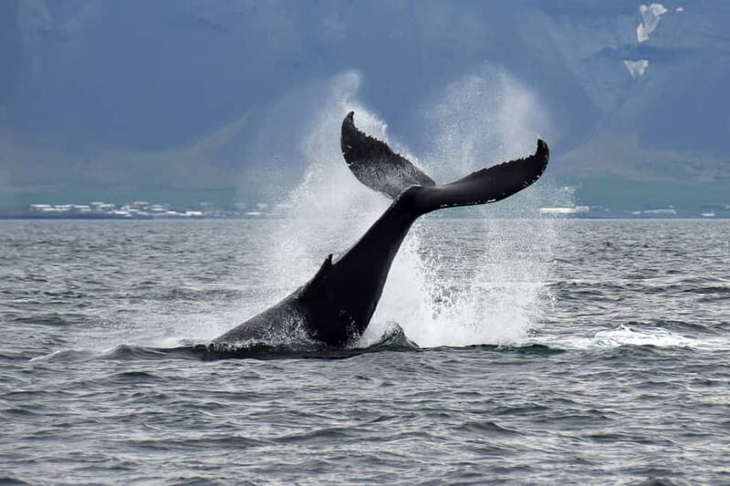 Reykjavik: Whale Watching Tour with Expert Guide - The Value of the Tour
