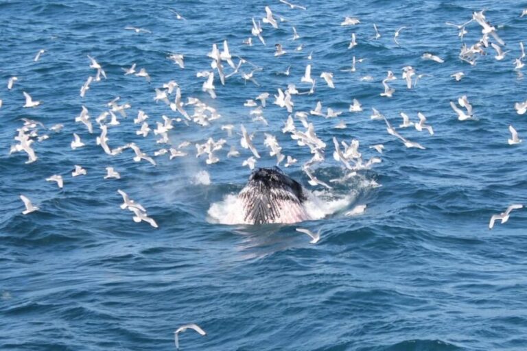 Reykjavik: Whale Watching Tour with Express Option - Who Should Consider This Tour?