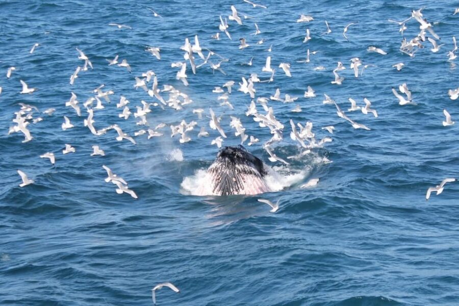 Reykjavik: Whale Watching Tour with Express Option - Who Should Consider This Tour?
